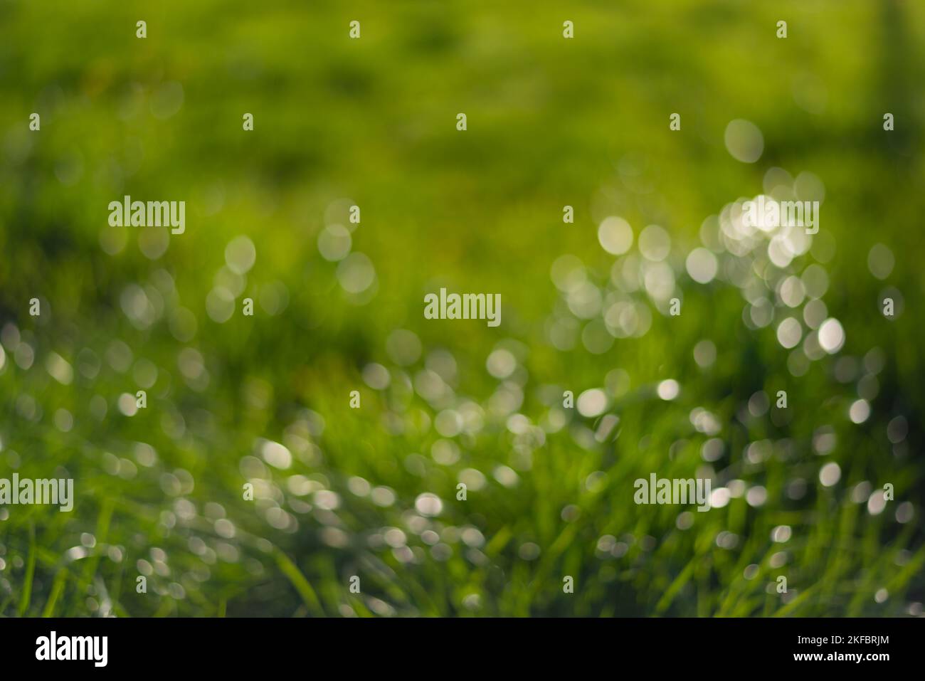Primo piano sfocato di erba scintillante alla luce del sole. Verde sfondo estivo. Foto Stock