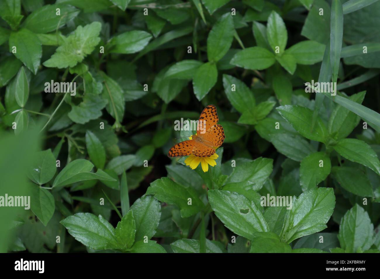 Una farfalla comune di leopardo (Phalanta Phalantha) sulla sommità di un fiore giallo di Singapore daisy (Sphagneticola Trilobata) mentre allarga le sue ali Foto Stock