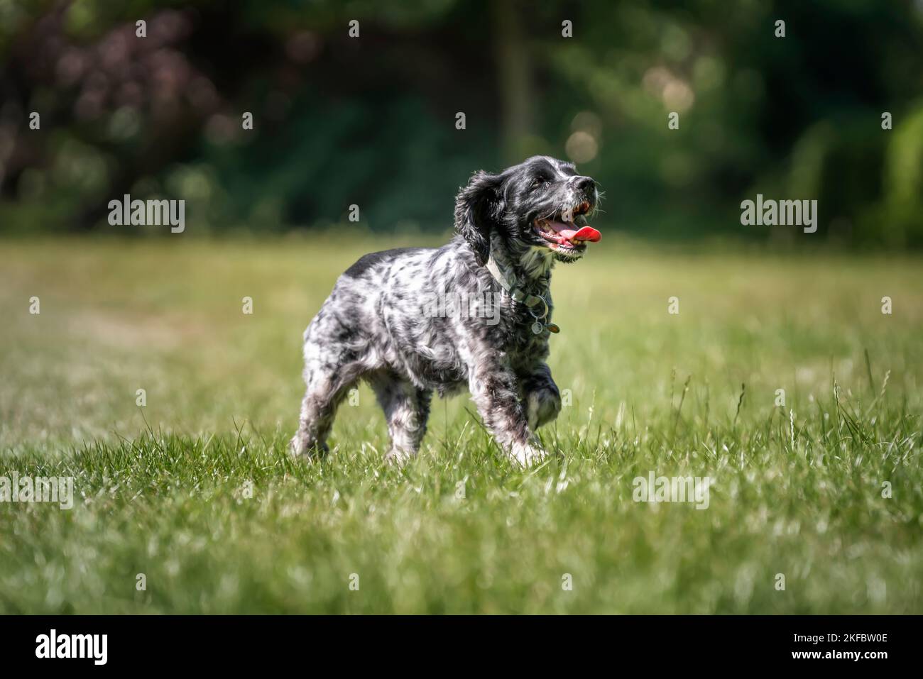 Lavorare Cocker Spaniel Blue Roan camminare con la sua lingua fuori e cercando felice Foto Stock