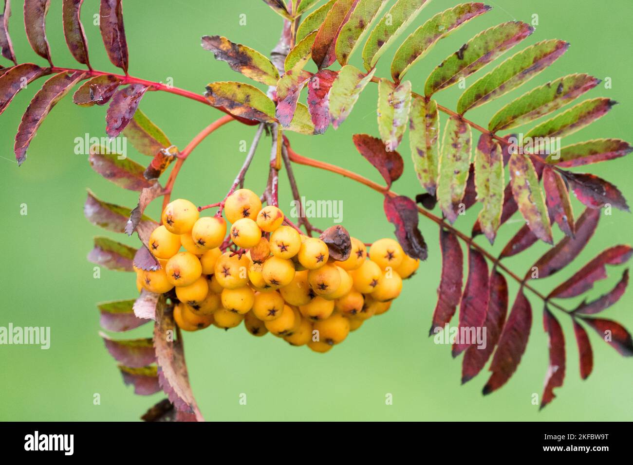 Sorbus Sunshine, Mountain-ash, Orange, Berries, Autunno Foto Stock