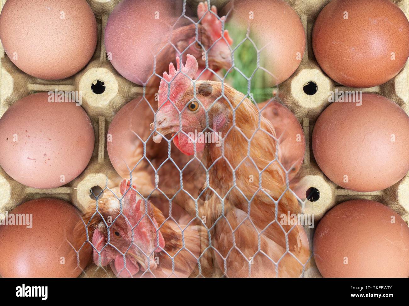 Carenza di uova, aumento dei prezzi delle uova, inflazione, costo della crisi, influenza aviaria, influenza aviaria... concetto Foto Stock