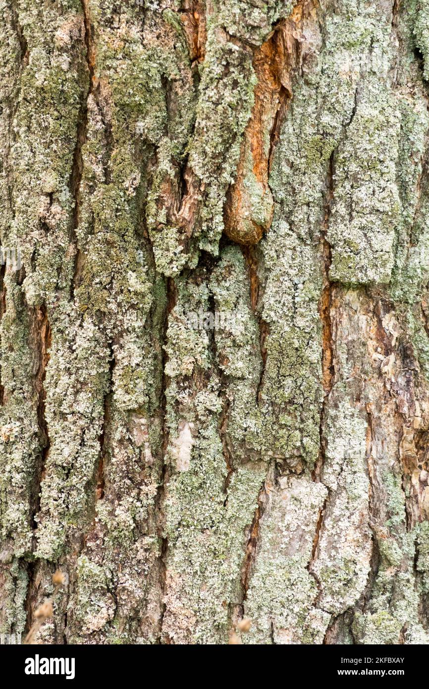 Golden Rain Tree, Koelreuteria, albero, corteccia, texture, Koelreuteria paniculata, corteccia di albero, albero di vernice Foto Stock