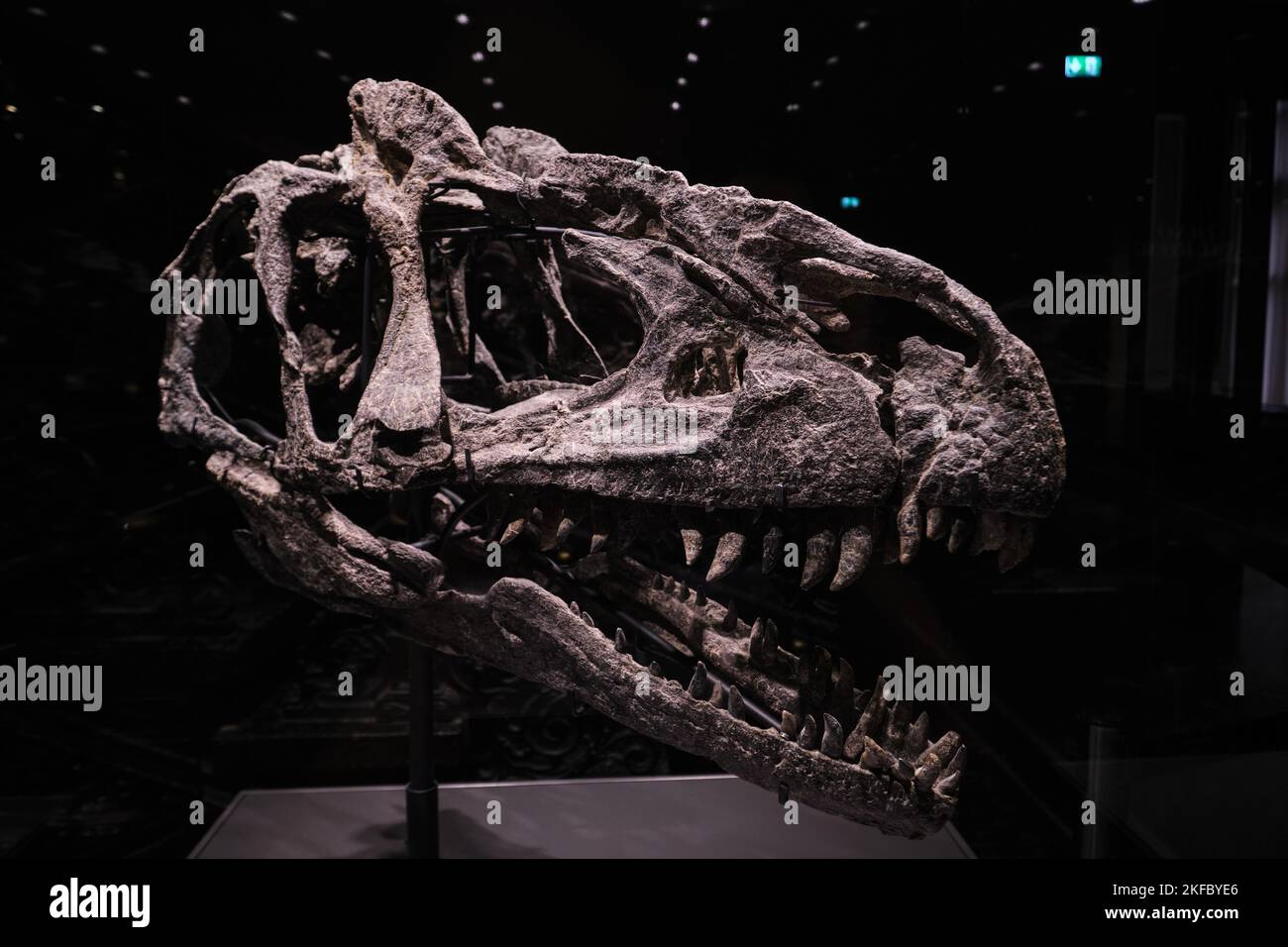 Berlino, Germania - Settembre 2022: Il cranio di Allosaurus jimmadseni al museo di storia naturale di Berlino Foto Stock