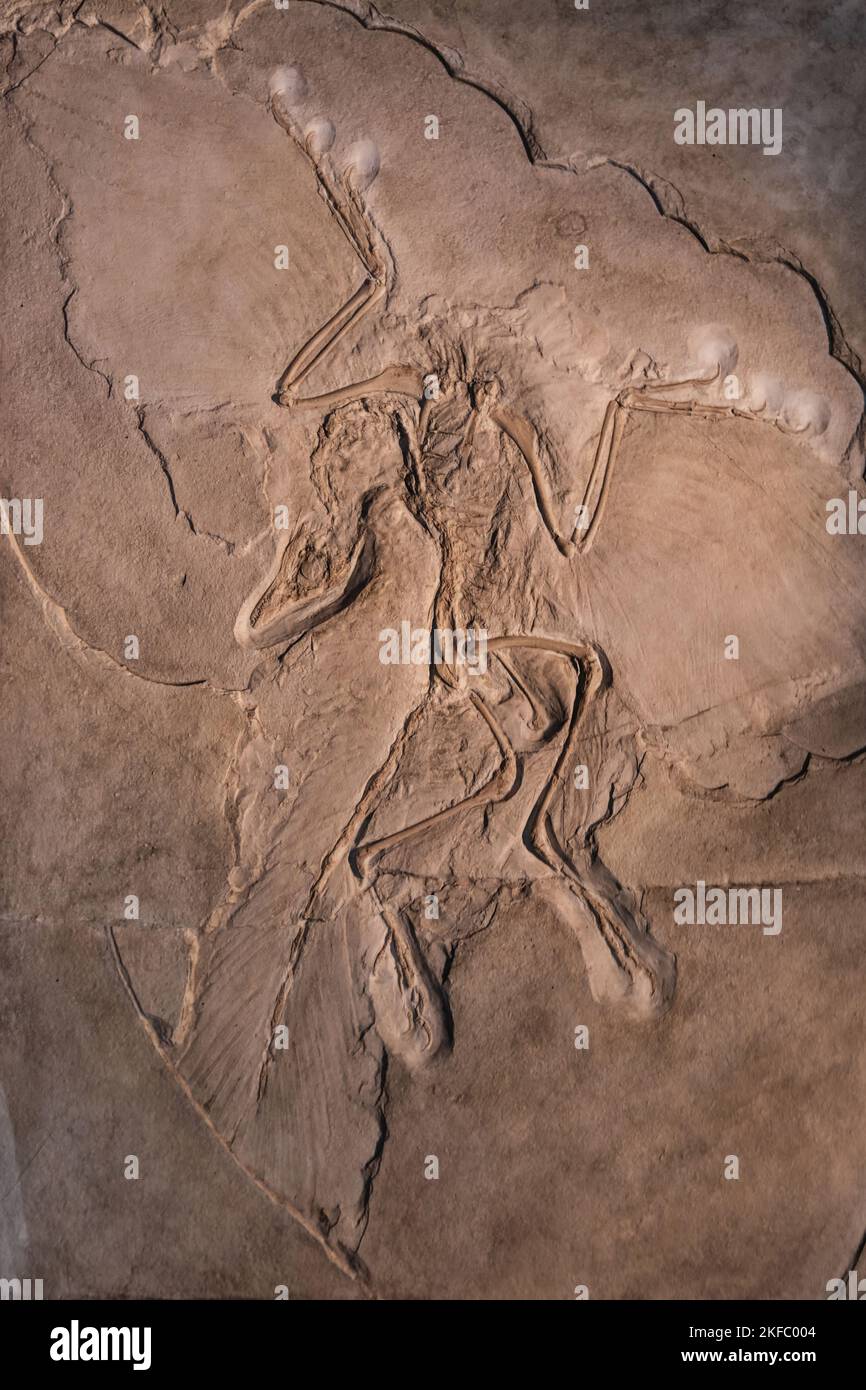 Berlino, Germania - Settembre 2022: Il fossile di Archaeopteryx "il campione di Berlino" nel Museo di Storia Naturale. È il campione più completo Foto Stock