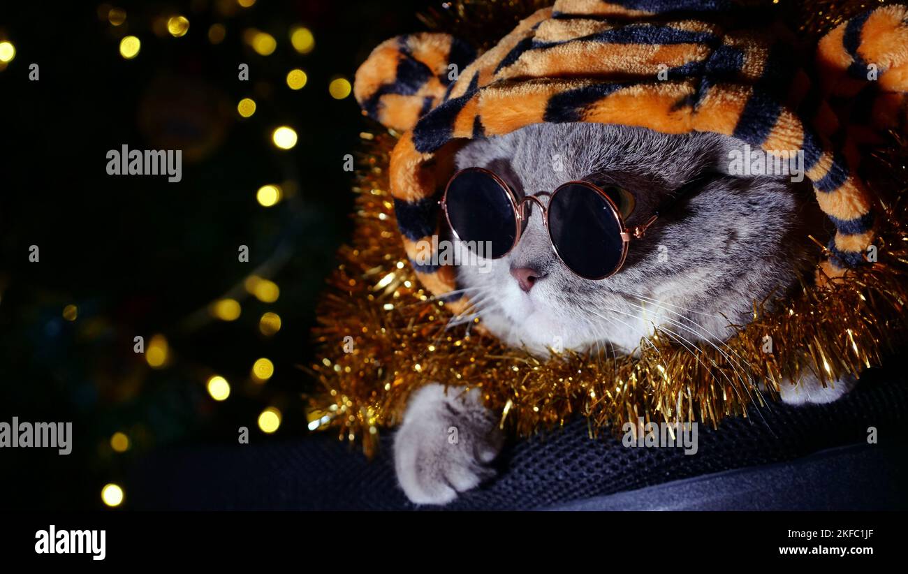 PET British, Scottish dritto gatto in un costume tigre arrabbiato si trova sullo sfondo dell'albero di Natale a Capodanno con gli occhiali. Animale fresco 2022 Foto Stock