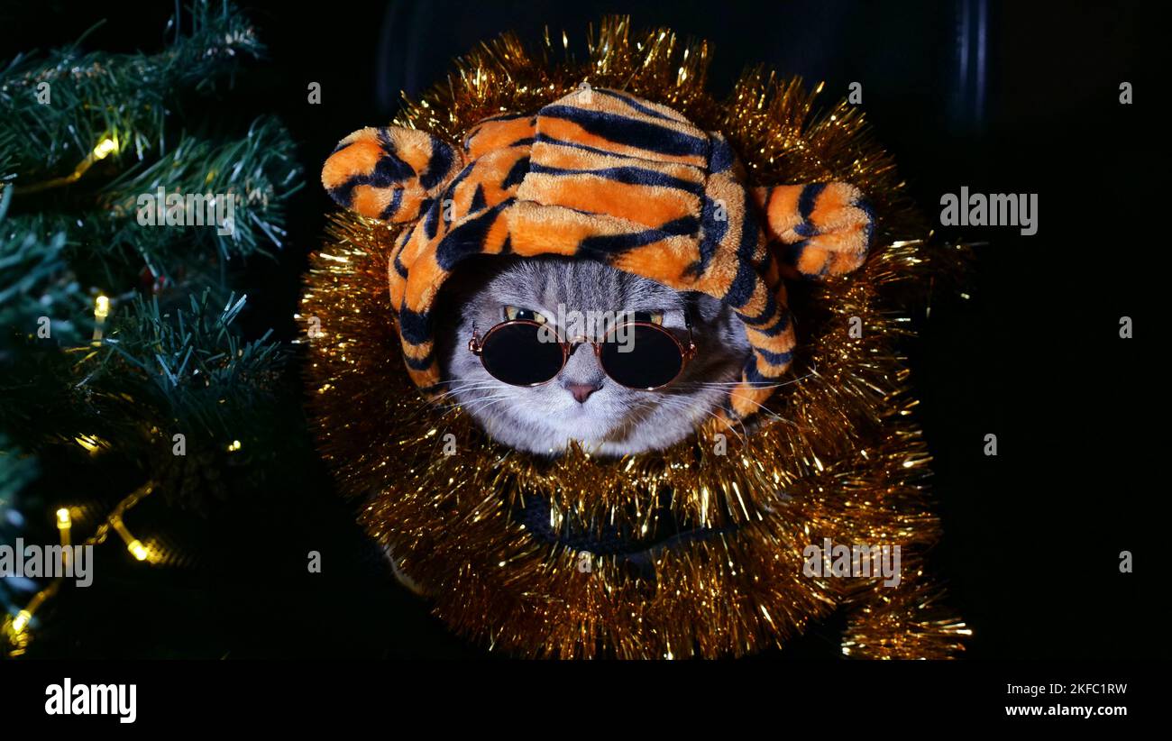 PET British, Scottish dritto gatto in un costume tigre arrabbiato si trova sullo sfondo dell'albero di Natale a Capodanno con gli occhiali. Animale fresco 2022 Foto Stock
