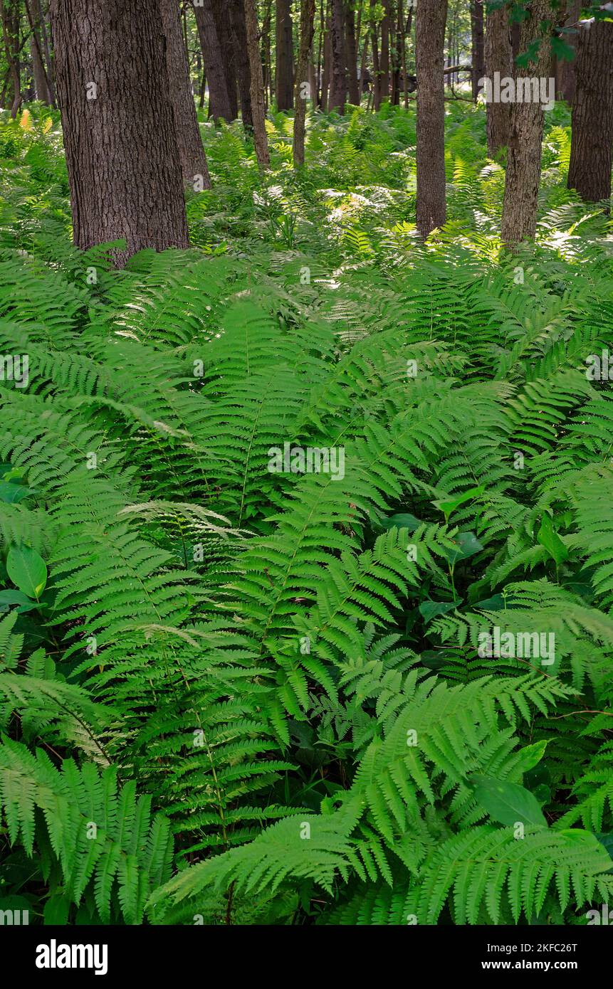 Il pavimento della foresta è pieno di felci in un'area che è molto a sud della gamma normale delle felci, Zander's Woods Forest Preserve, Cook County, Illinois Foto Stock