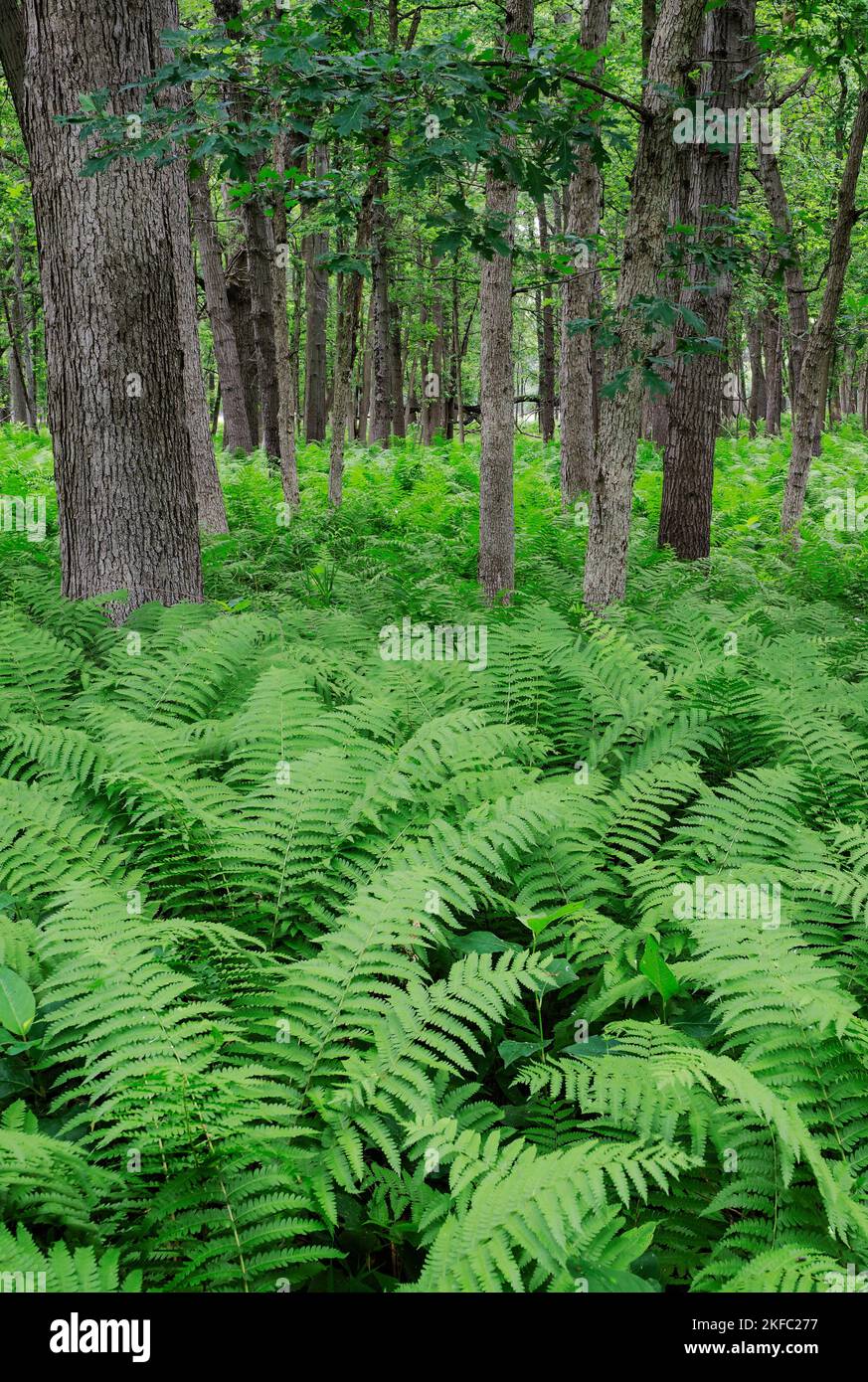 Il pavimento della foresta è pieno di felci in un'area che è molto a sud della gamma normale delle felci, Zander's Woods Forest Preserve, Cook County, Illinois Foto Stock