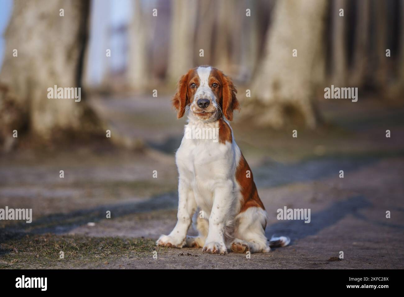 Giovanissimo gallese Springer Spaniel Foto Stock