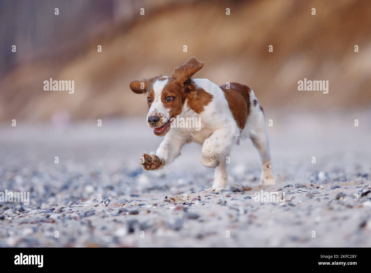 Giovanissimo gallese Springer Spaniel Foto Stock