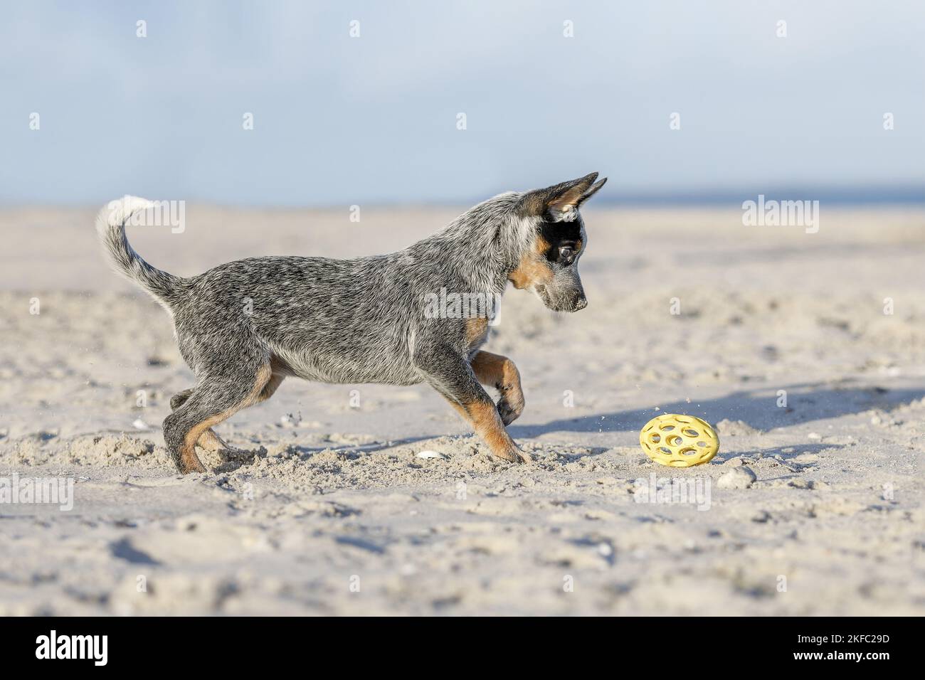 Miniature pinscher cucciolo Foto Stock