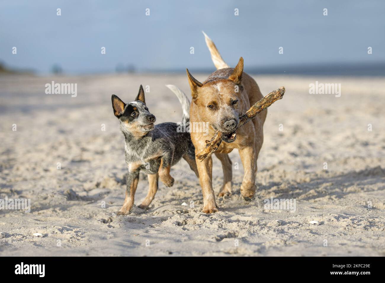 2 Australian bovini cani Foto Stock