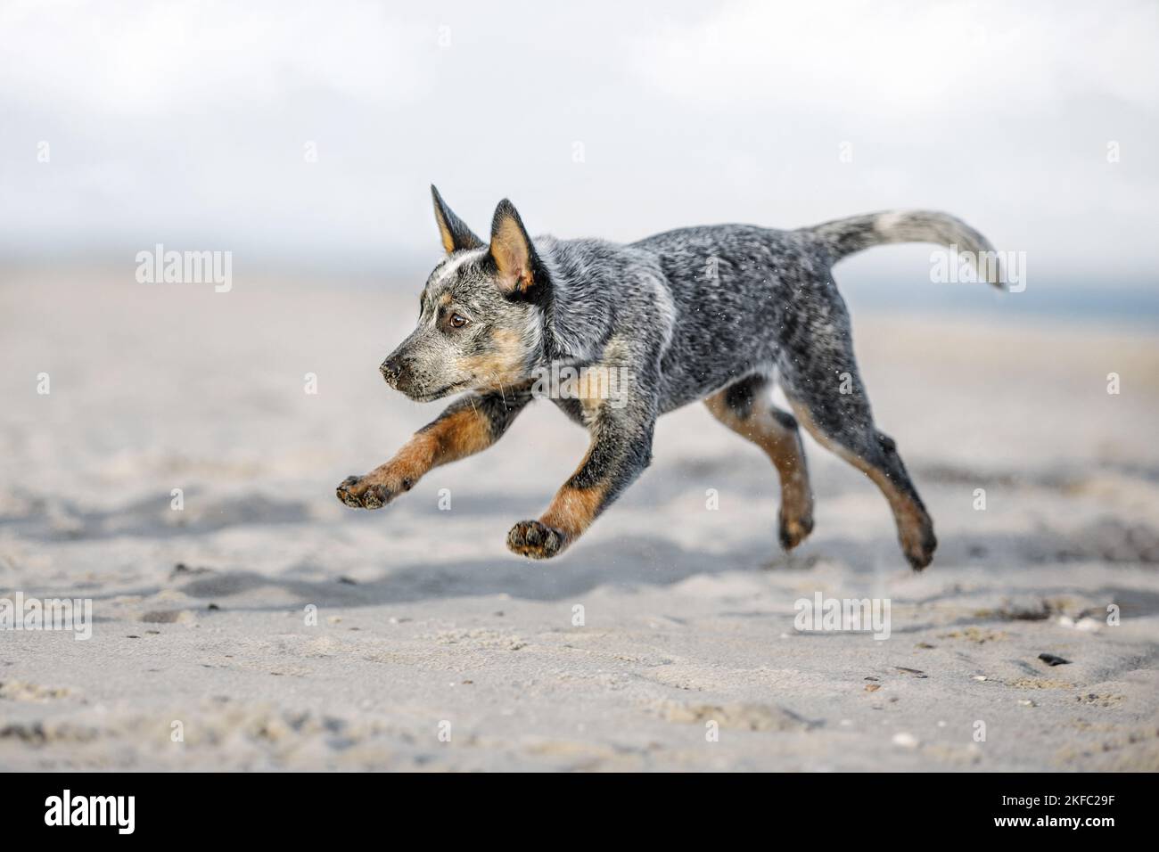 Miniature pinscher cucciolo Foto Stock