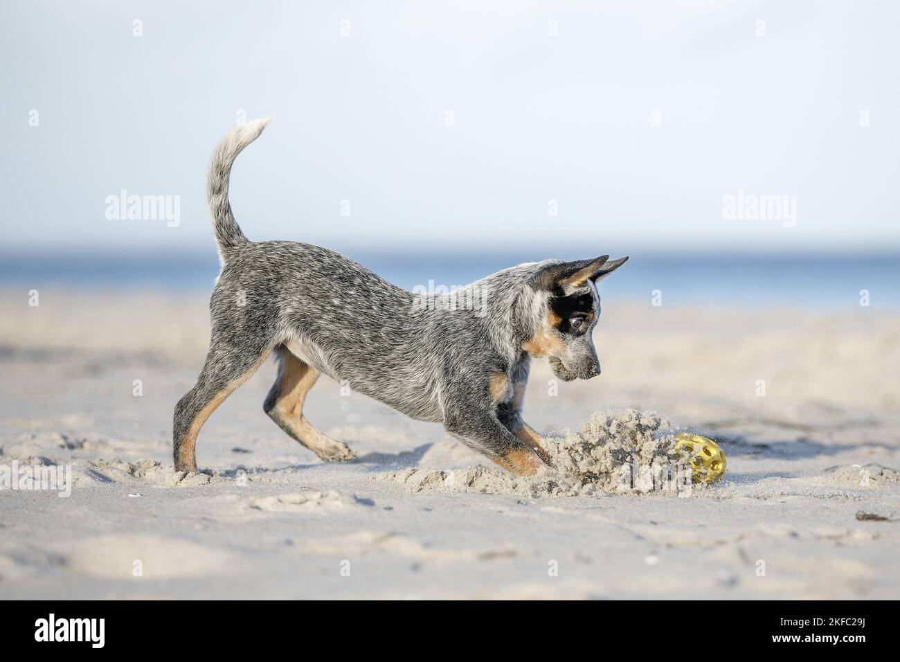 Miniature pinscher cucciolo Foto Stock