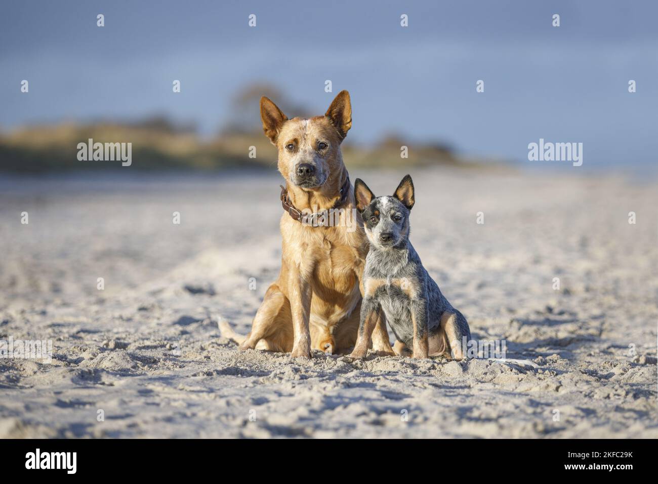 2 Australian bovini cani Foto Stock