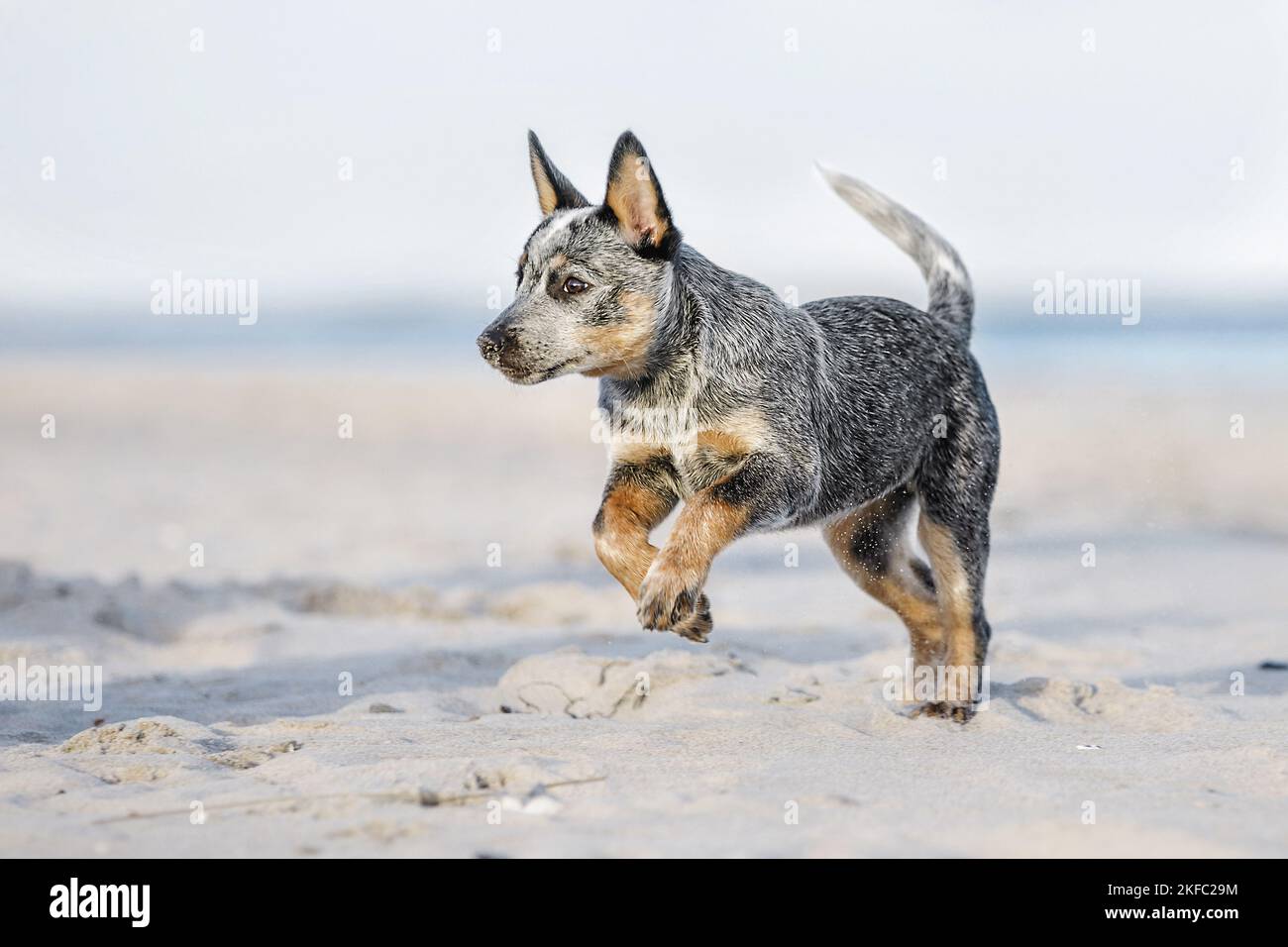 Miniature pinscher cucciolo Foto Stock