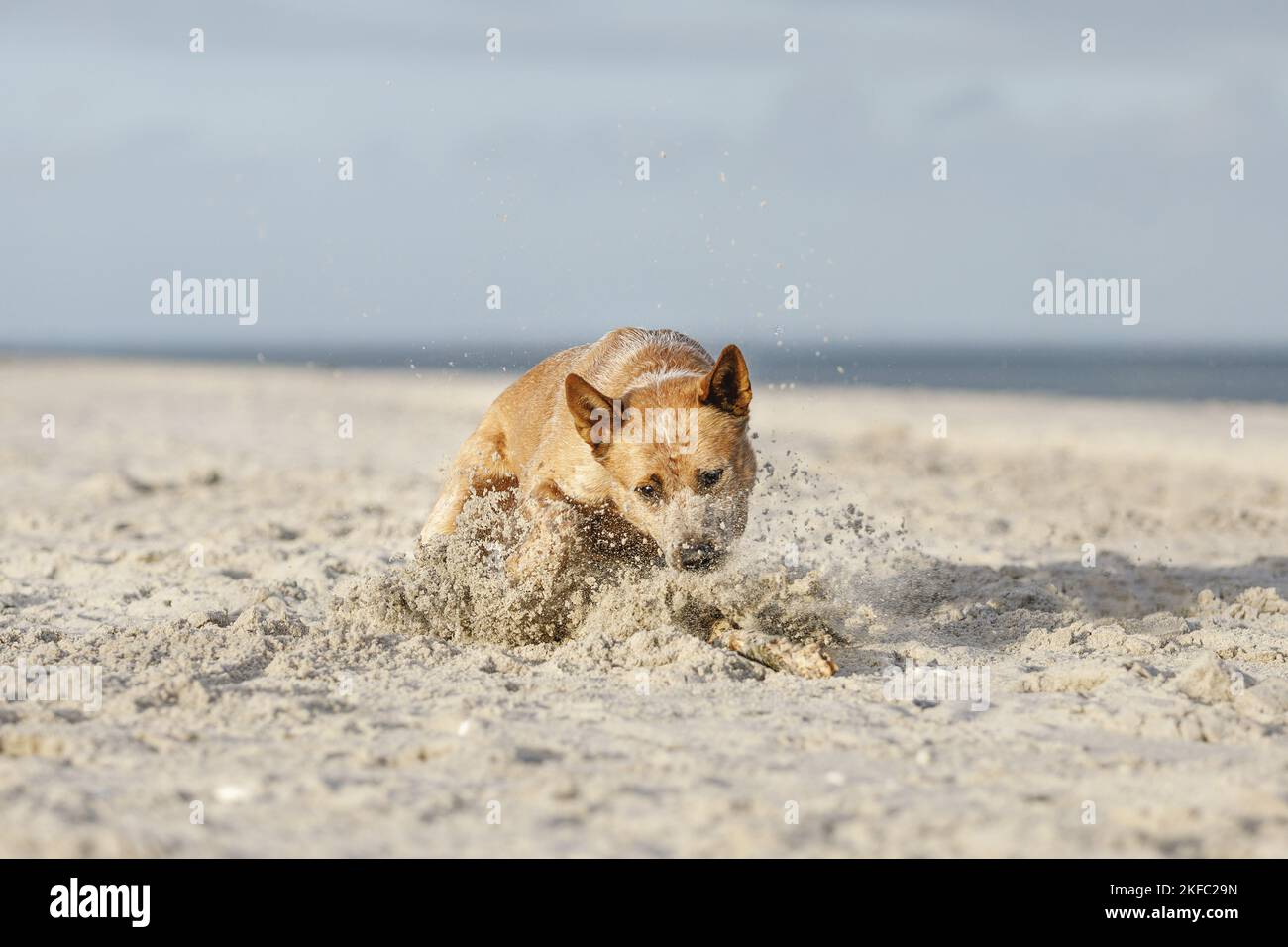 Australian Cattle Dog in spiaggia Foto Stock