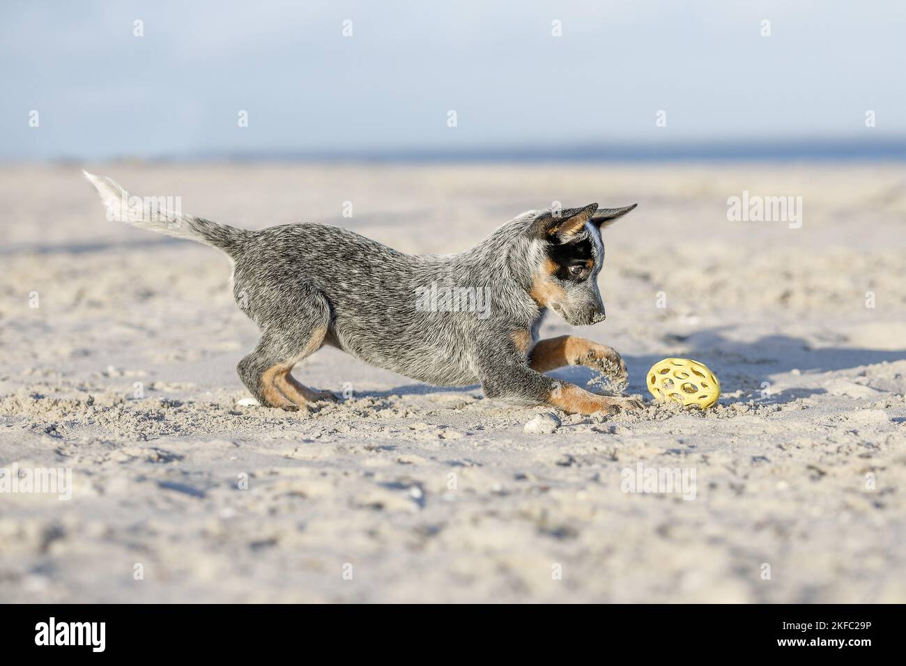 Miniature pinscher cucciolo Foto Stock
