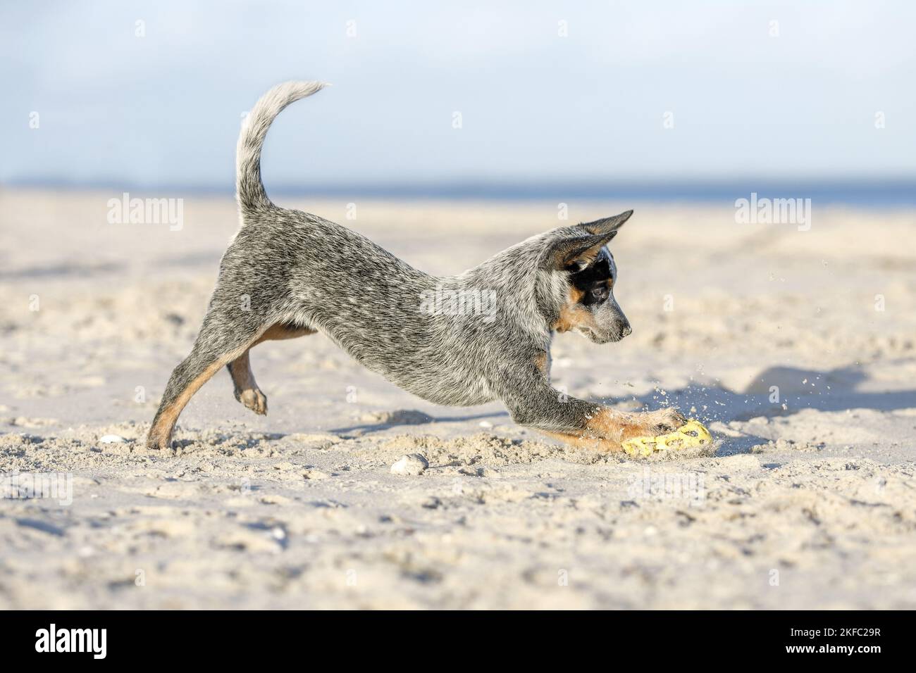 Miniature pinscher cucciolo Foto Stock