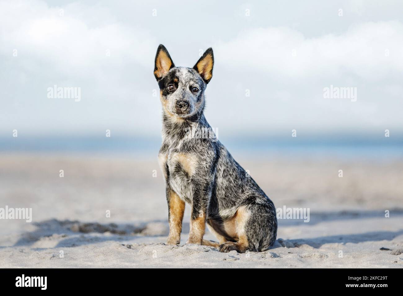 Miniature pinscher cucciolo Foto Stock