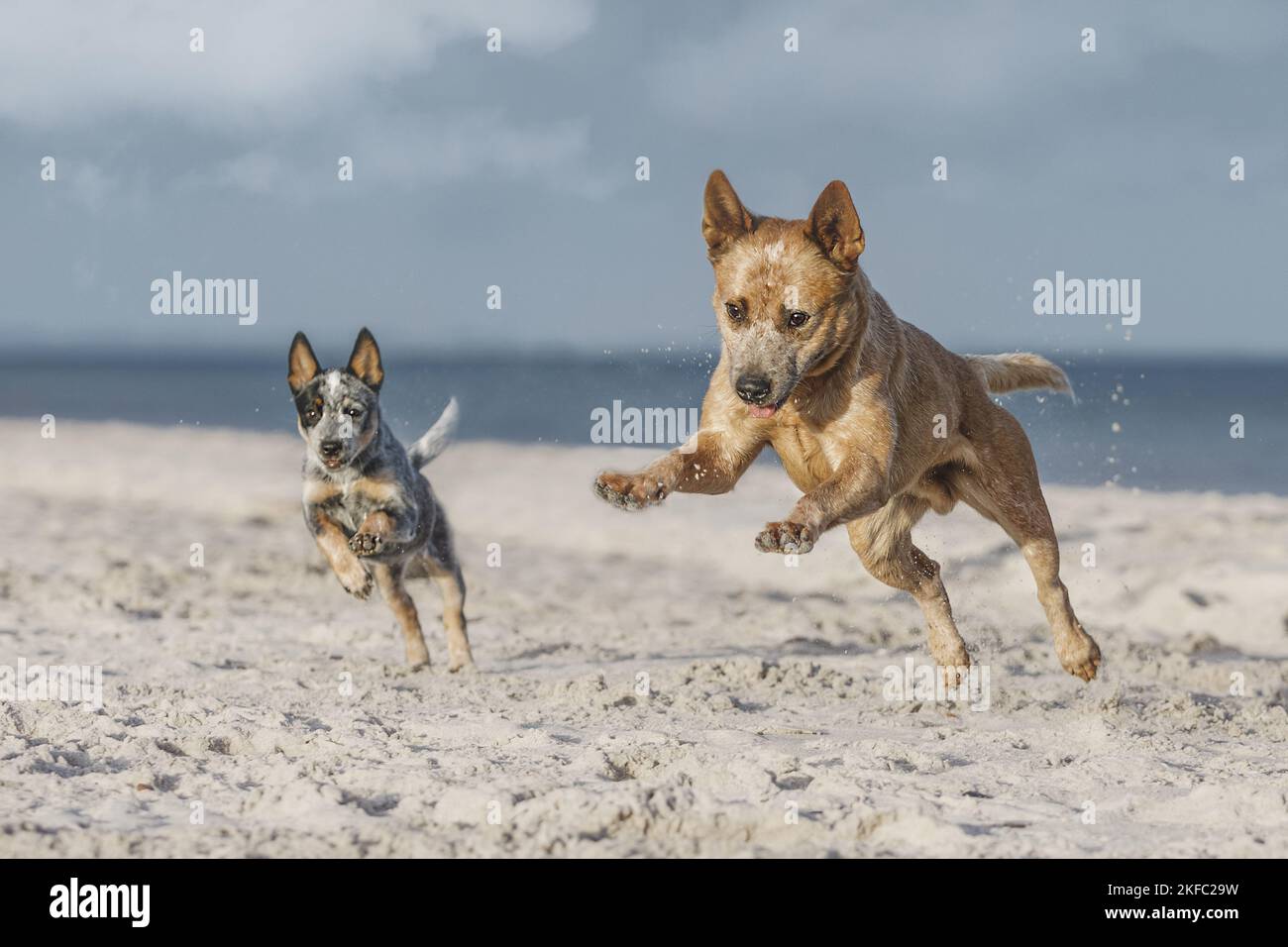 2 Australian bovini cani Foto Stock