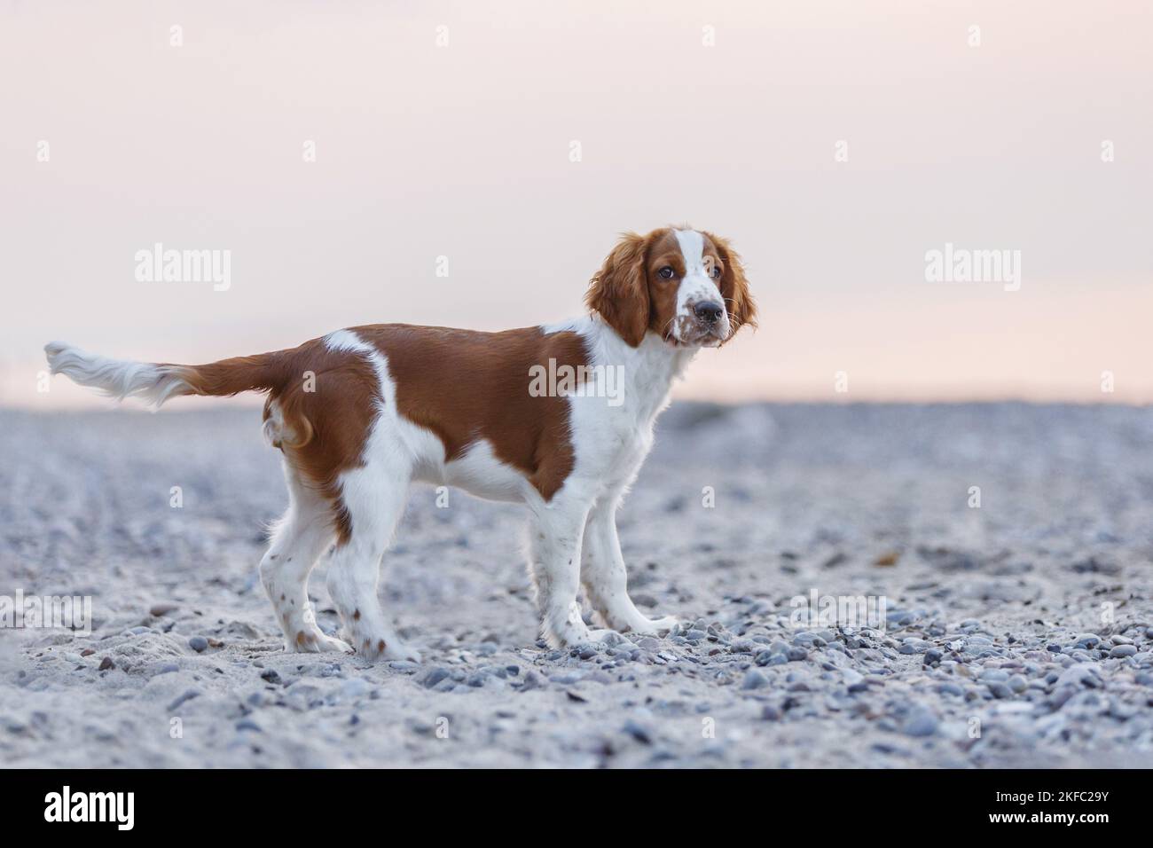 Giovanissimo gallese Springer Spaniel Foto Stock