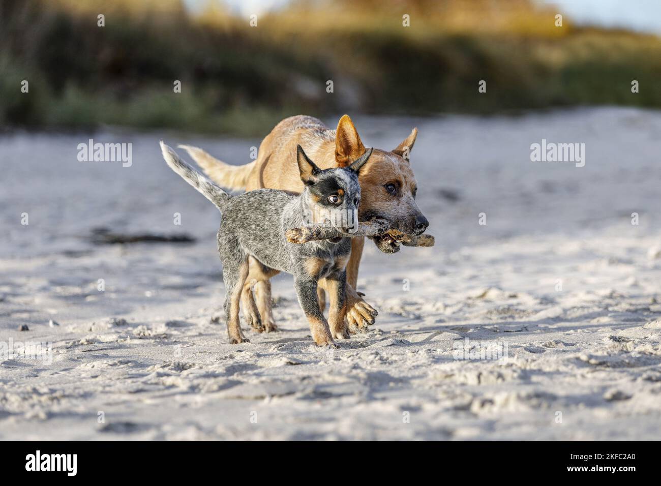 2 Australian bovini cani Foto Stock