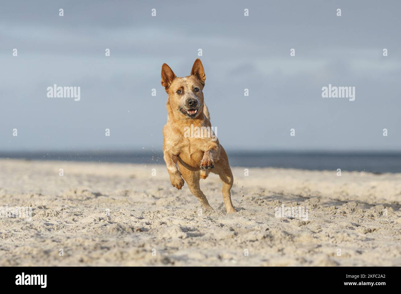 Australian Cattle Dog in spiaggia Foto Stock