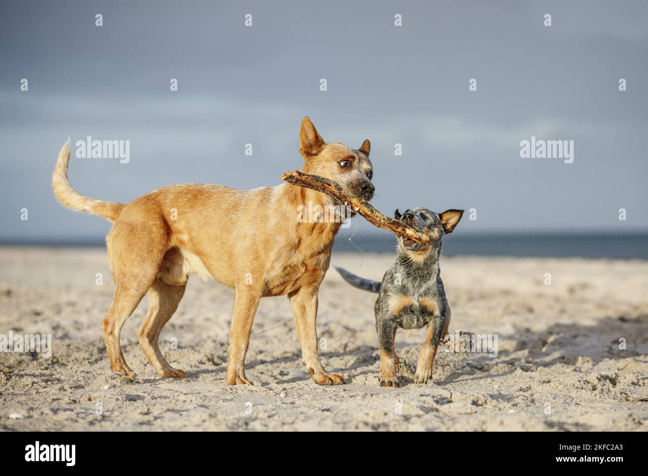 2 Australian bovini cani Foto Stock
