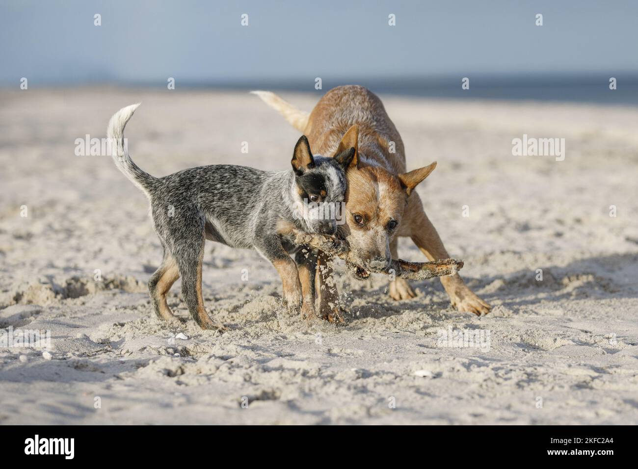 2 Australian bovini cani Foto Stock