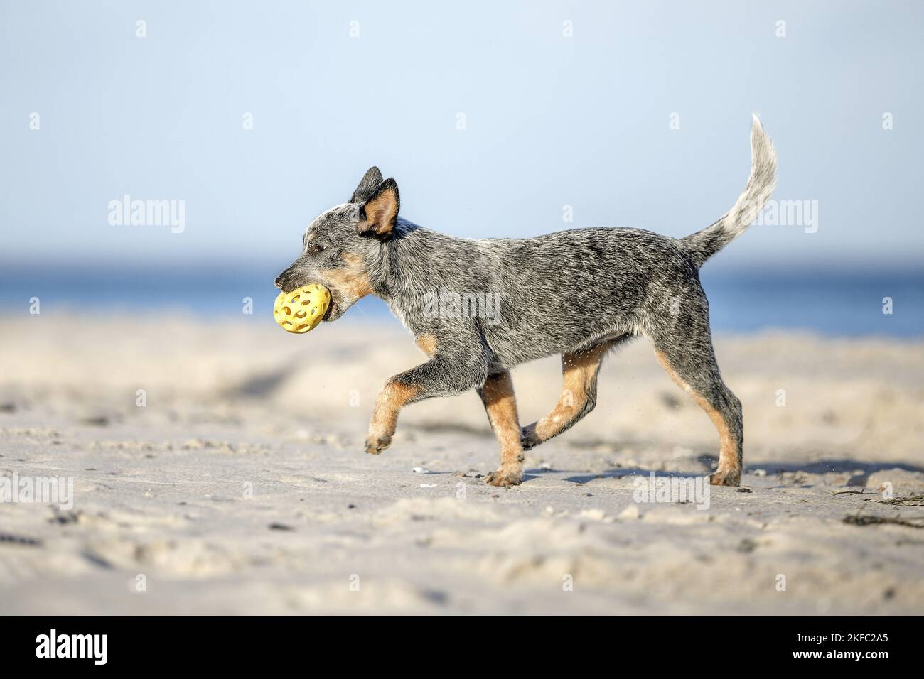 Miniature pinscher cucciolo Foto Stock