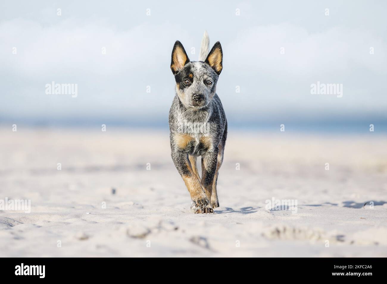 Miniature pinscher cucciolo Foto Stock