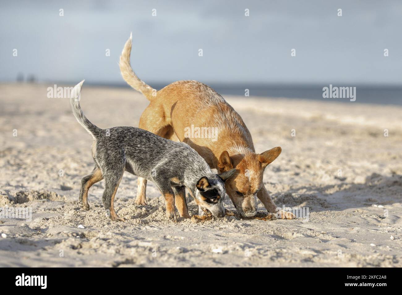 2 Australian bovini cani Foto Stock