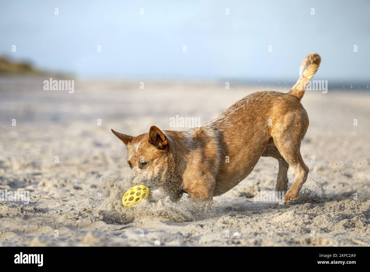 Australian Cattle Dog in spiaggia Foto Stock
