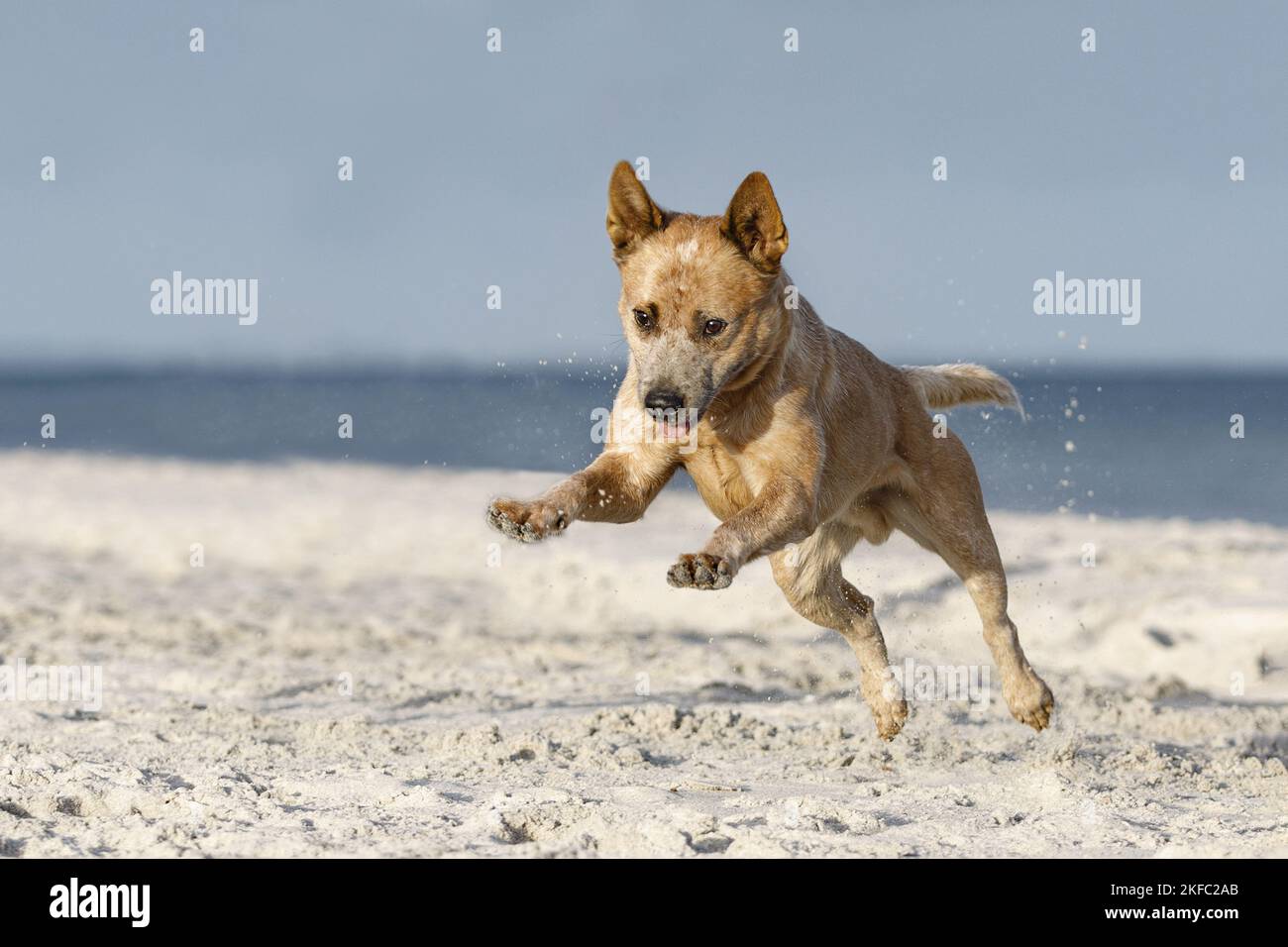 Australian Cattle Dog in spiaggia Foto Stock