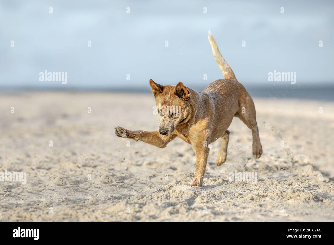 Australian Cattle Dog in spiaggia Foto Stock