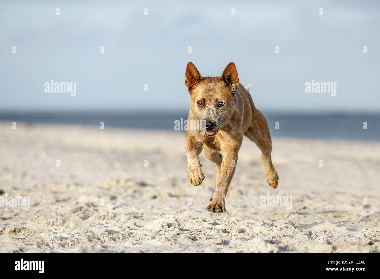 Australian Cattle Dog in spiaggia Foto Stock