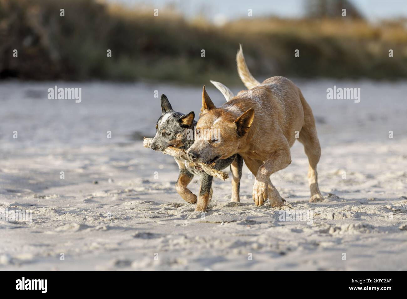 2 Australian bovini cani Foto Stock