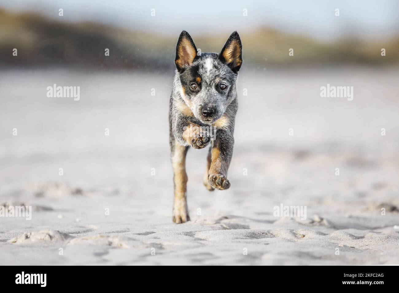 Miniature pinscher cucciolo Foto Stock