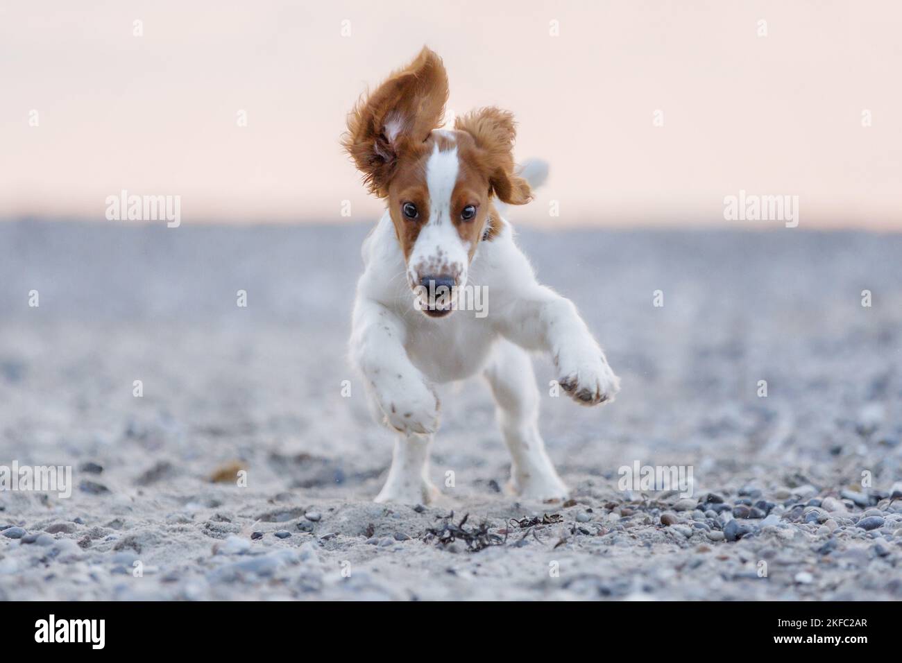 Giovanissimo gallese Springer Spaniel Foto Stock