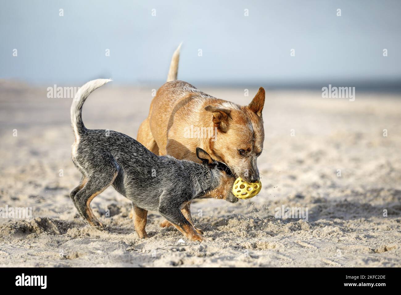 2 Australian bovini cani Foto Stock