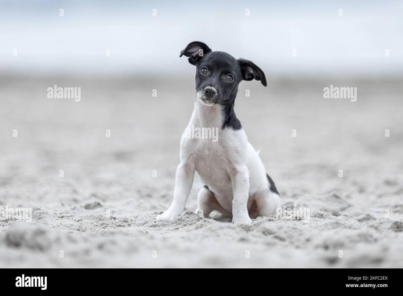 Jack-Russell-Terrier-Mongrel Puppy Foto Stock