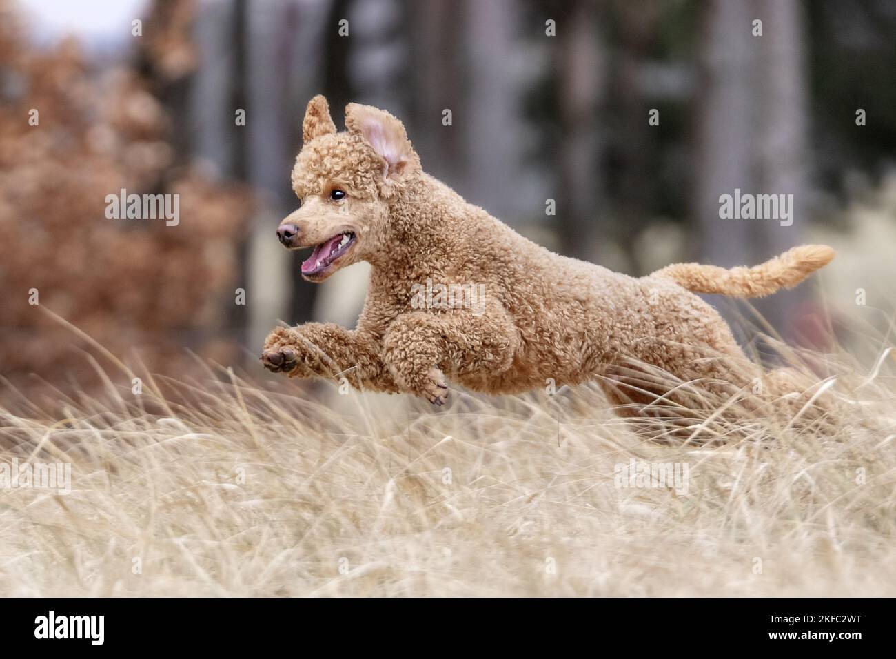 Royal Standard Poodle in autunno Foto Stock