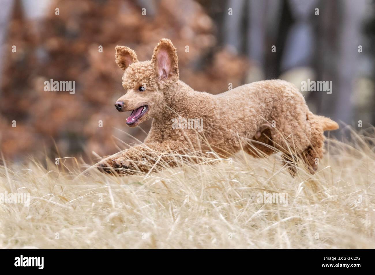 Royal Standard Poodle in autunno Foto Stock