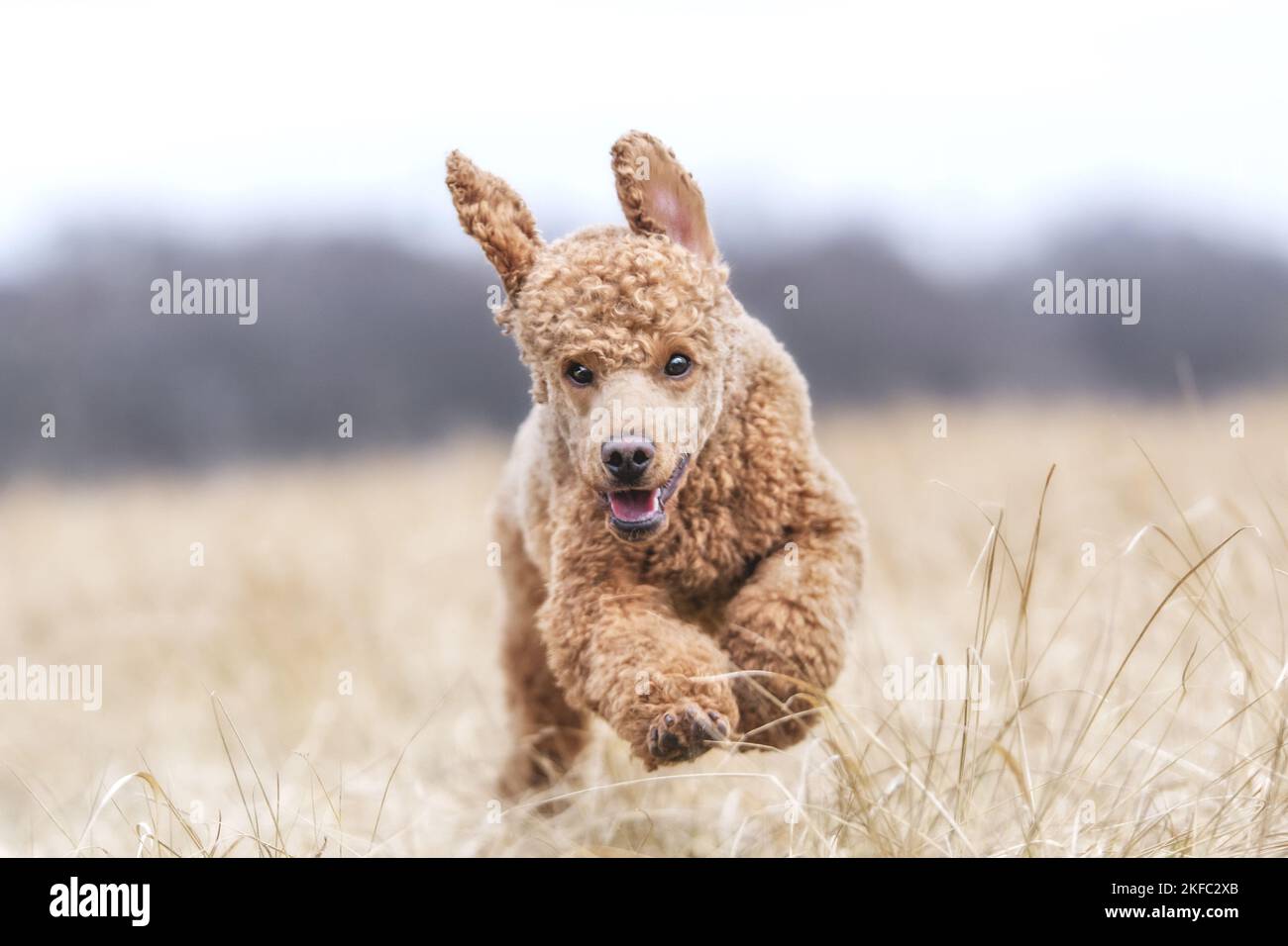 Royal Standard Poodle in autunno Foto Stock