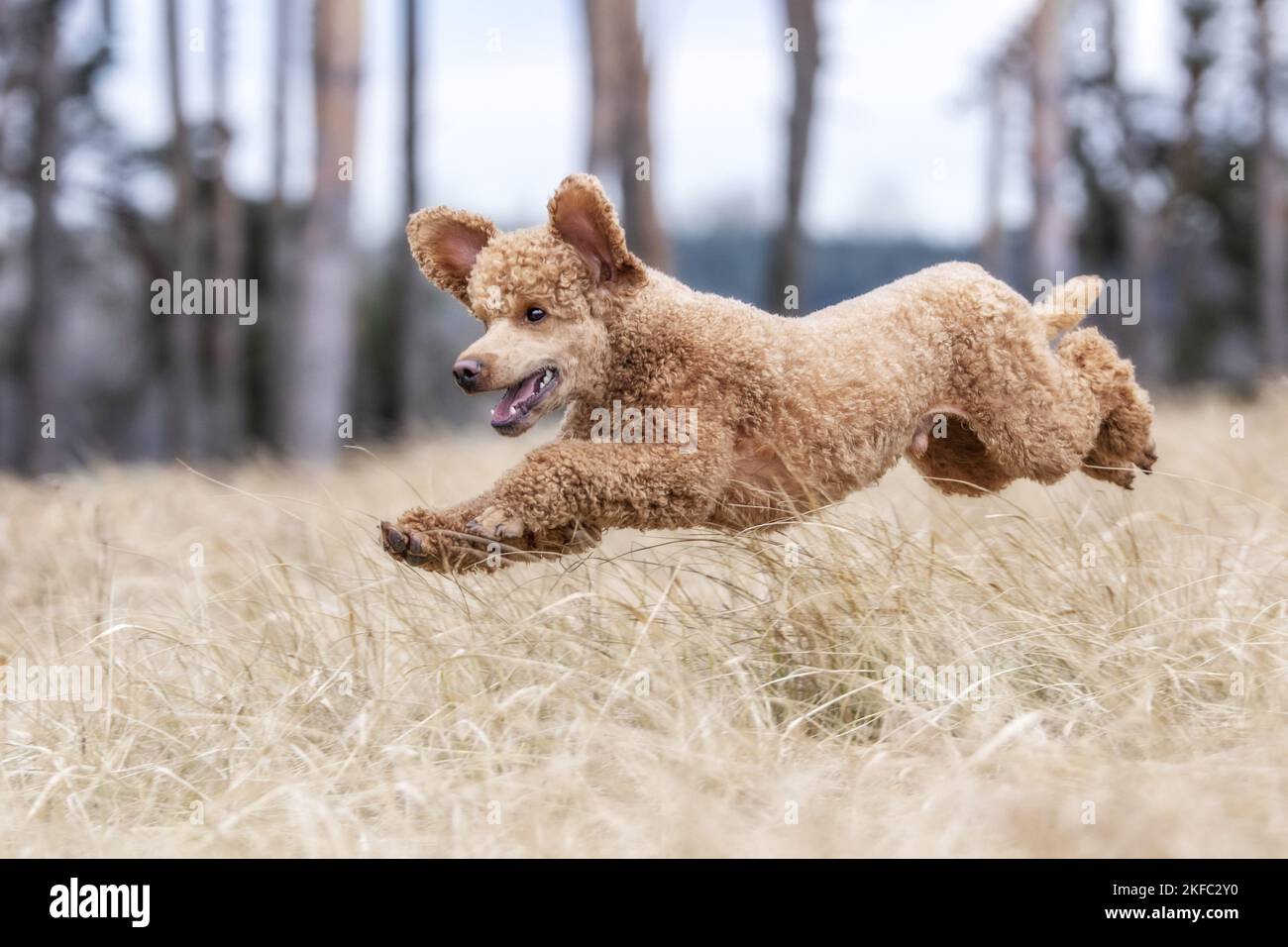 Royal Standard Poodle in autunno Foto Stock
