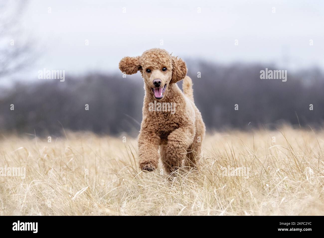 Royal Standard Poodle in autunno Foto Stock