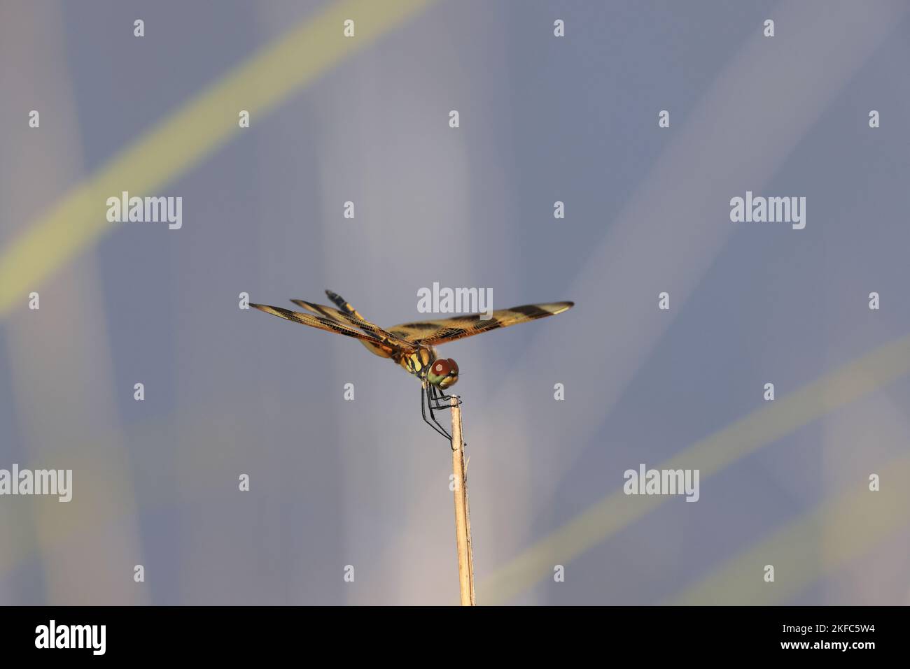 Halloween Pennant (Celithemis eponina) Bailey Tract (Sanibel Island) Florida USA Foto Stock