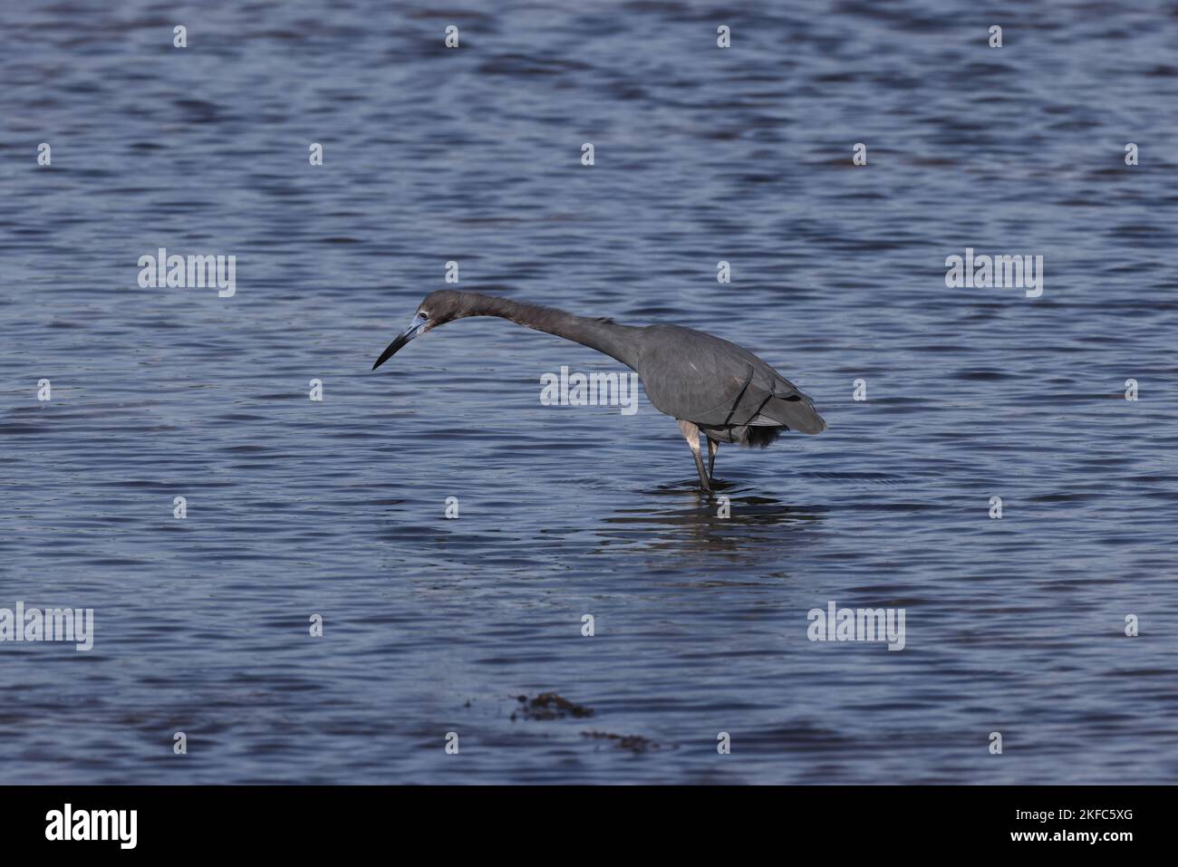 Little Blue Heron - Bailey Tract (Sanibel Island) Florida USA Foto Stock