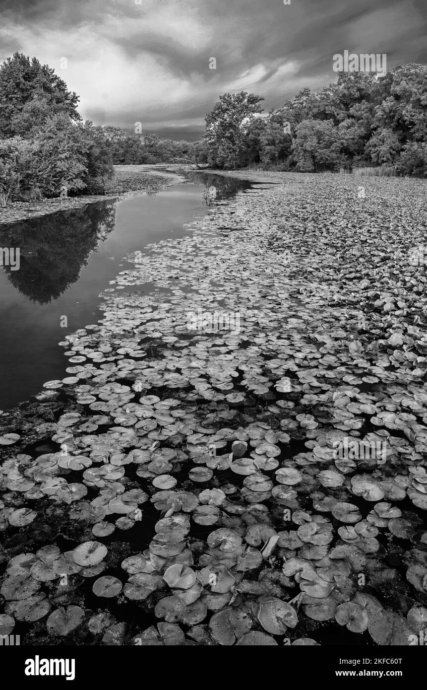 Lily PADS riempe gli stagni di acqua di riserva del fiume Des Plaines nella DesPlaines Fish & Wildlife Area di Will County, Illinois Foto Stock